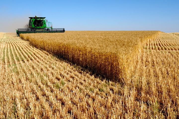 Россия обошла Канаду и США по объему экспорта пшеницы.
